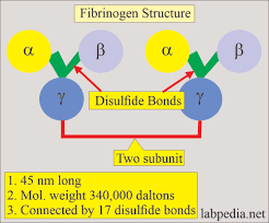Image result for Fibrinogen