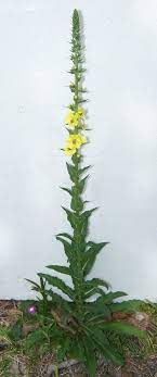 Annual pruple/red/pink, mini petunia, trumpet shaped flower. Plant Identification Closed Tall Yellow Wildflowers In Florida What Are They 1 By Onalee