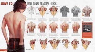 The right scapula from the front and back side. How To Male Torso Anatomy Back By Valentina Remenar On Deviantart