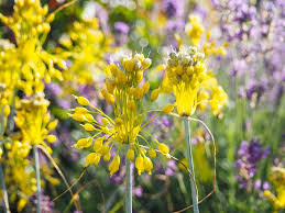 Allium giganteum giant garlic i summer sends up long stalks of 4 feet tall topped with 5 inch balls round, made up of tiny. Allium Ornamental Onions Plant Growing Care Horticulture
