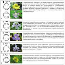 Image result for Stemodia serrata