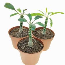 Image result for Dorstenia dinklagei