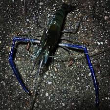 Mancing udang galah sungai perak memancing udang galah di pekan memancing udang galah sungai pahang kolam memancing udang galah prawn kolam pancing udang galah port dickson. Photos A Kolam Memancing Udang Galah Pelangi Taman Pelangi 1 Conseil De 55 Visiteurs