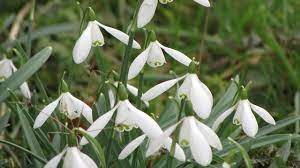 Care Of The Garden Are Snowdrops Poisonous You Should Know That 2021