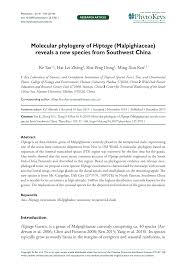 Image result for Flabellariopsis acuminata