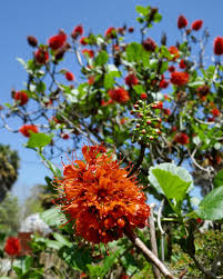 Image result for Greyia