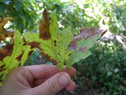 Leaf Spot Diseases Of Shade Trees And Ornamentals