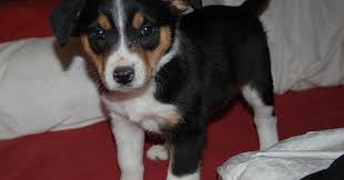 Welcome Jack Shepherd Mix Puppies Beagle Mix Beagle Dog