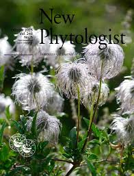 Image result for Strephonema