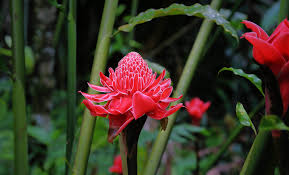 Image result for Englerina