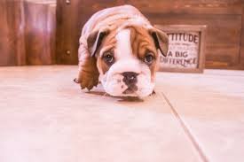 Maybe you would like to learn more about one of these? Meet Angel Akc English Bulldog Puppy For Sale In Great Falls Montana Angel Is A Red Sable Triple Carrier A Bulldog Puppies Puppies Bulldog Puppies For Sale