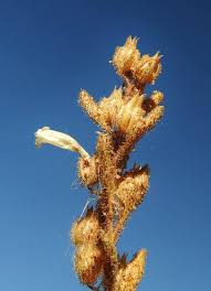 Image result for Anticharis