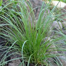Image result for Deschampsia