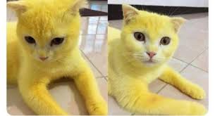 Gambar kucing lagi lihat jendela. Diwarnai Pakai Kunyit Kucing Kuning Ini Tuai Perdebatan Publik