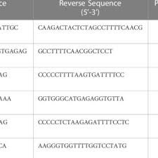 Image result for Dissotis pachytricha