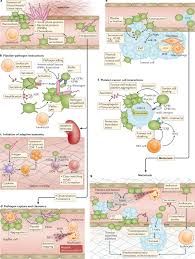 33.3% f throw % 1st half: Patrolling The Vascular Borders Platelets In Immunity To Infection And Cancer Nature Reviews Immunology