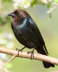 Ohio Bird Red Head Brown Body Brown Headed Cowbird Backyard Birds Pet Birds Bird