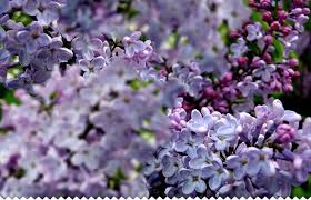 Ses fruits sont des baies noir bleuté. Lilas Planter Tailler Entretenir Toutes Les Infos Avec Jaime Jardiner Ocm