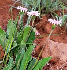 Image result for Gerbera viridifolia