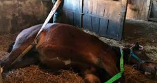 Как конь Бо спас лошадь Беатрис