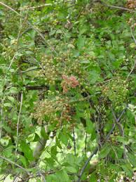 Image result for Lawsonia inermis