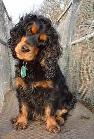 Black And Tan Cocker Spaniel For Sale Los Angeles English Cocker Spaniel Picture Cocker Spaniel English Cocker Spaniel Black Cocker Spaniel Puppies