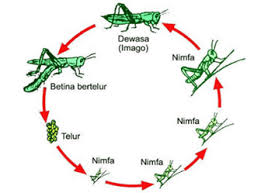 Metamorfosis Sempurna Dan Tak Sempurna Penjelasan Perbedaannya