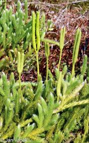 Image result for Lycopodium clavatum