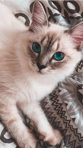  Istorii Instagram Kucing Cantik Kucing Bayi Anak Kucing Lucu