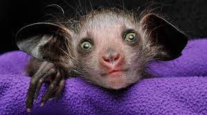 A Rare Creature Of The Night Born In North Carolina Is One Of Only 25 In The U S Lemur Aye Aye Spirit Animal