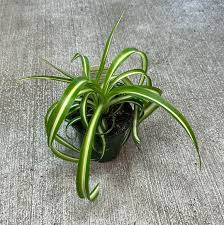 Image result for Chlorophytum blepharophyllum Schweinf. ex Baker