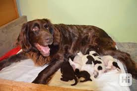 Image result for německý ohař dlouhosrstý