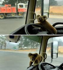 Dehydrated koala given drink by cyclists during australian wildfires. Australia Is Full Of Heroes 30 People Who Saved Animals From Bushfires