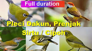 Burung sirtu adalah jenis burung yang sering kita melihat pinggiran hutan di wilayah indonesia ini. Suara Pikat Pleci Sirtu Cipoh Prenjak Ampuh Menjebak Burung Kecil Youtube