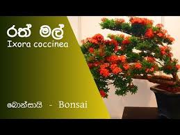 Song of the road (paperback) by. Bonsai Sinhalen 2 Das Video By Nirukshan Dasanayake