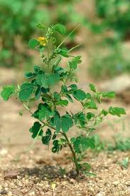 Image result for Senna obtusifolia