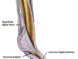 Originates from the inferolateral surface of the fibular shaft. Torn Horse Tendon The Long Road Back From This Equine Injury Expert How To For English Riders