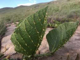 Image result for Erythrina zeyheri
