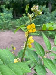 Image result for Senna occidentalis