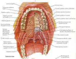 Check spelling or type a new query. Anatomi Cavitas Oris Struktur Catatan Dokter