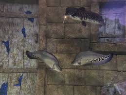 Baliklarin Mavi Dunyasi Blue World Fish Panosundaki Pin