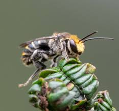 Image result for Lipotriche