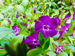 Image result for Vinca minor