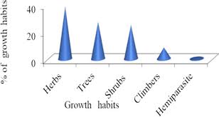 Image result for Scepocarpus hypselodendron