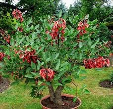 Image result for Erythrina crista-galli