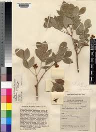 Image result for Schrebera trichoclada