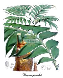 Image result for Zamiaceae