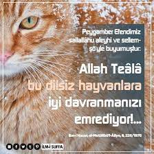 hayvanlara iyi davran hayvan kedi kopek hadis emir islam hayirlicumalar ilmisuffa kedi inanc islam