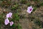 Image result for Ipomoea welwitschii