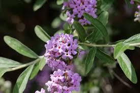 Image result for Komule střídavolisté